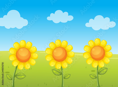 sunflowers