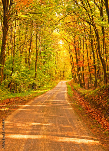 Pathway in the forest