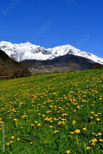 fiori di primavera con montagne innevate