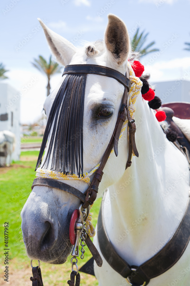 Fototapeta premium horse show