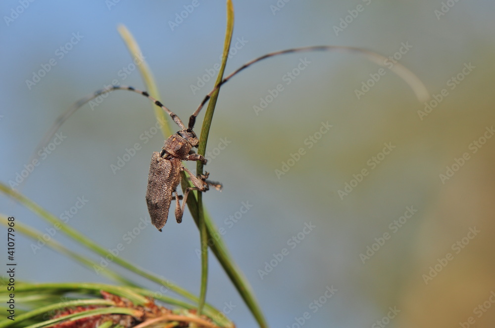 Acanthocinus aedilis