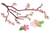 branch of peach with rosy flowers - vector