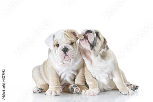 Cute english bulldog puppies isolated © Tatiana Katsai