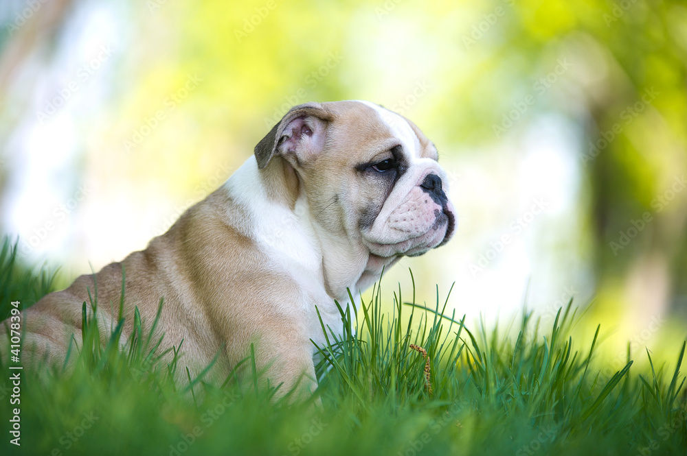 Cute english bulldog puppy outdoors