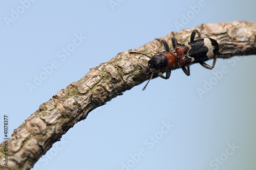 Thanasimus formicarius photo