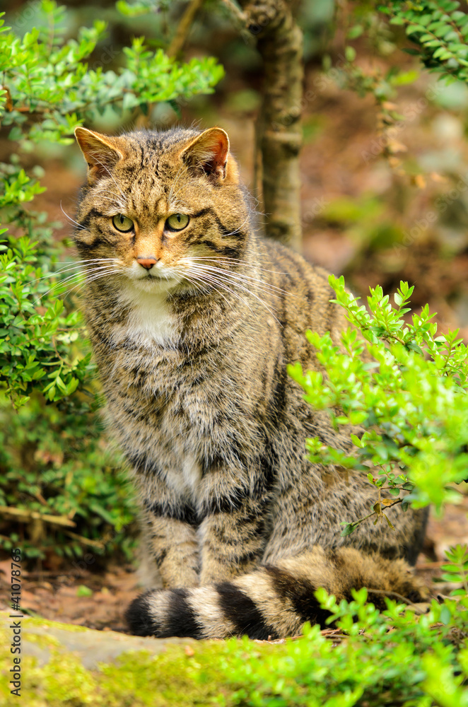 Scottish Wildcat Scottish Wildcat
