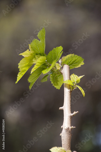 brote verde