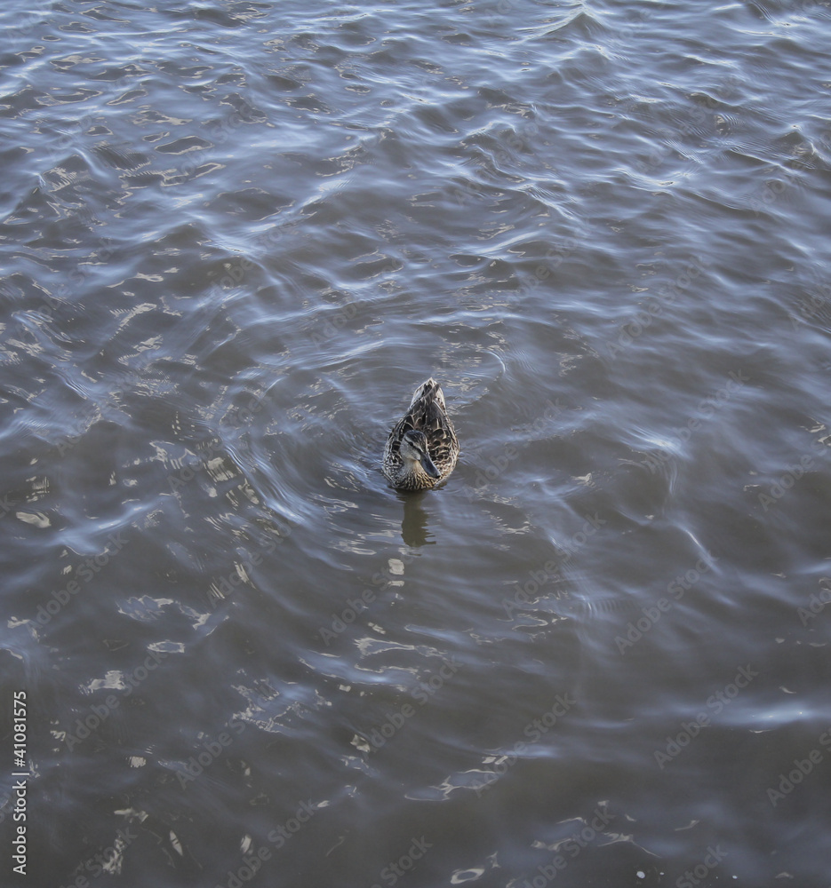 Fototapeta premium Female Duck During a Swim