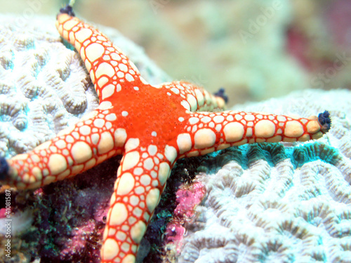 Red-white sea star on a coral