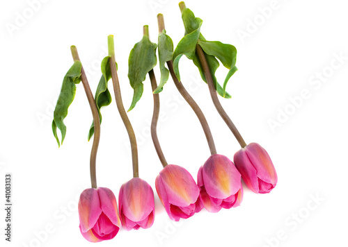 Pink   tulips bouquet photo