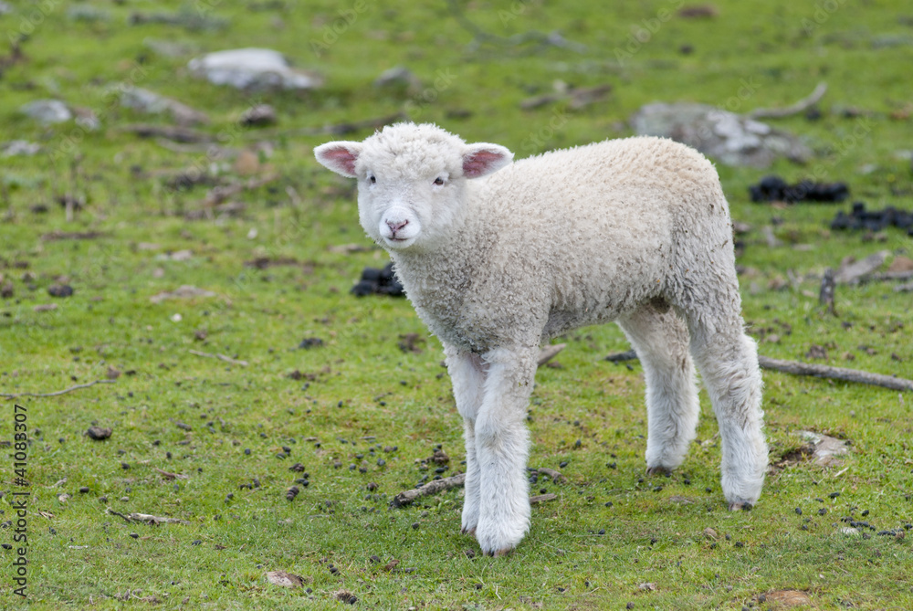 Lost and lonely lamb in paddock Lost and lonely lamb in paddock