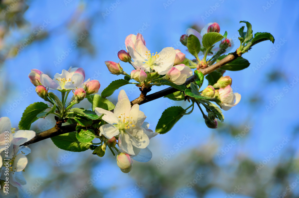 Apfelblüten mit blauem Himmel