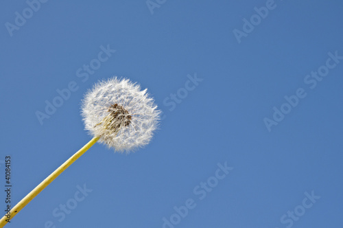 Dandelion