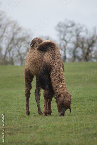 Bactrian Camel - Camelus bactrianus photo