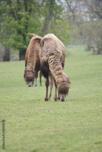 Bactrian Camel - Camelus bactrianus