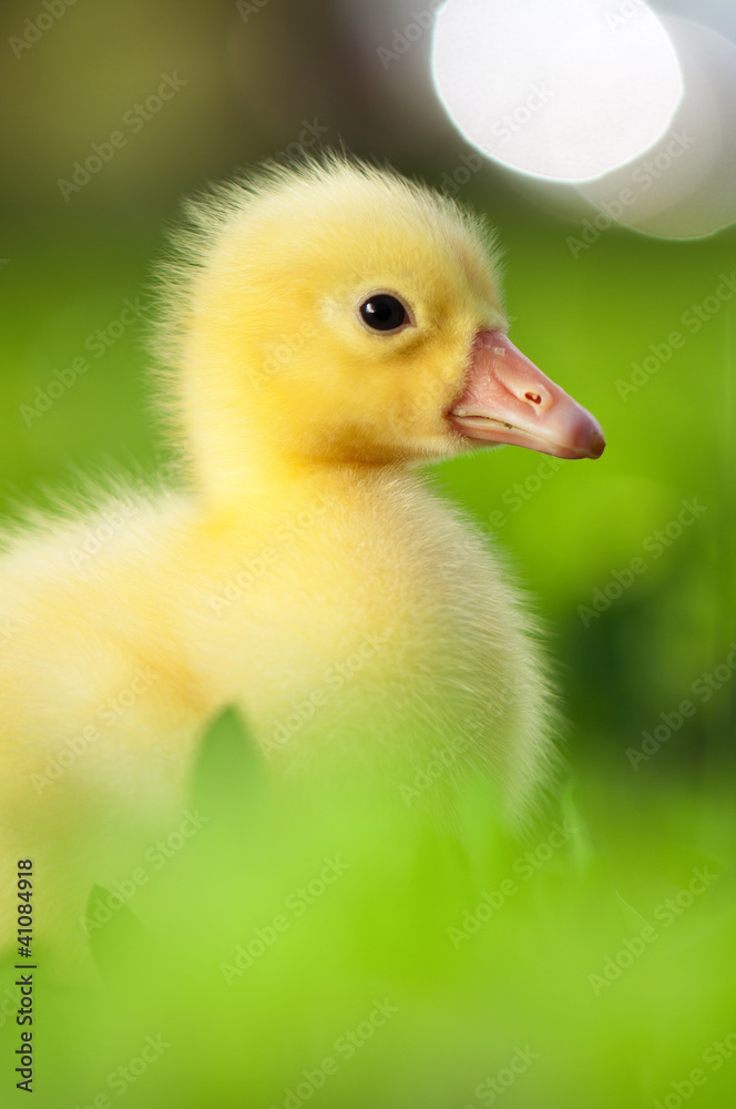Domestic gosling Domestic gosling