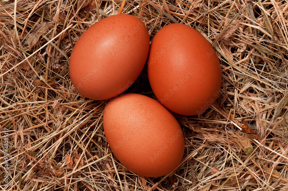 Eggs in nest Eggs in nest
