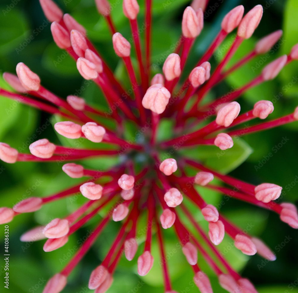Red needle flower in the park