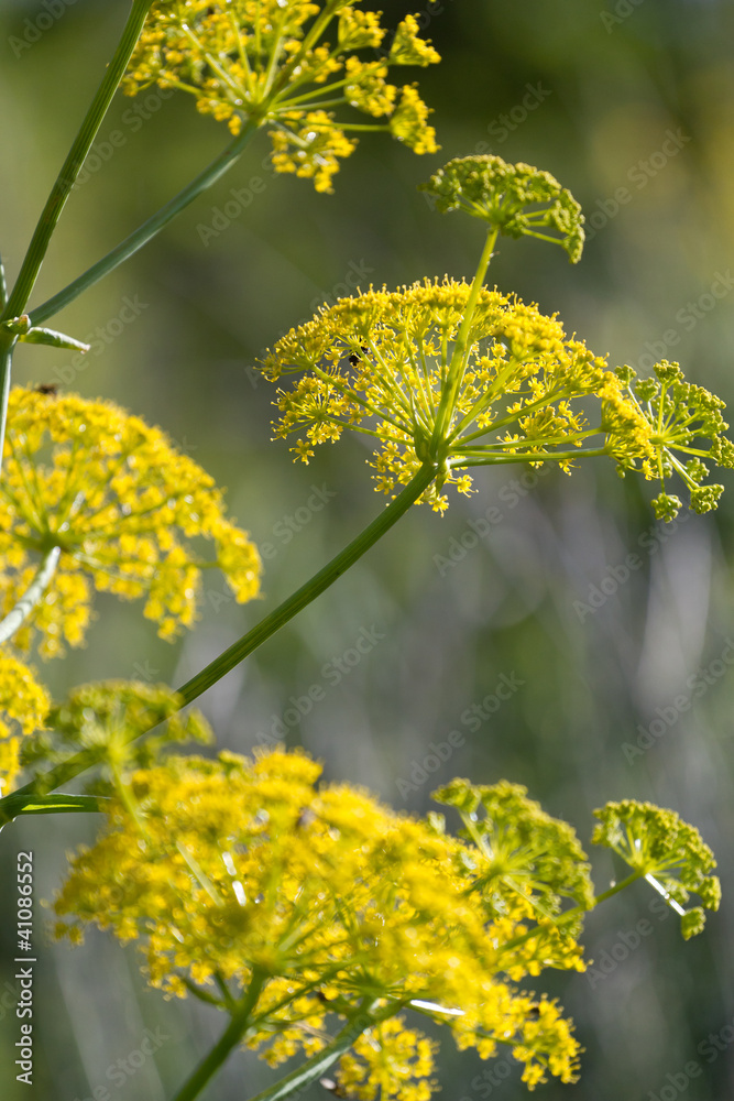 wild fennel