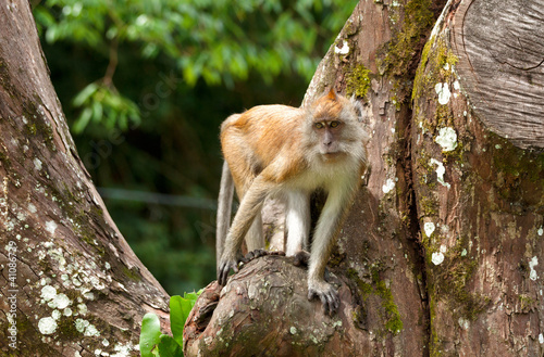 macaque monkey in tree