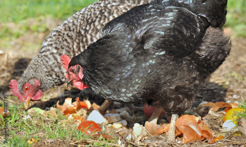 poules recycleuses photo
