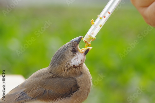 ブンチョウの餌やり　-padda oryzivora- photo