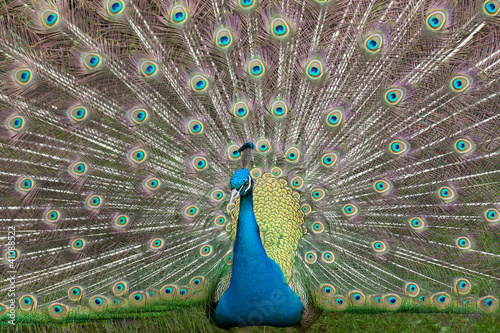 Pfau