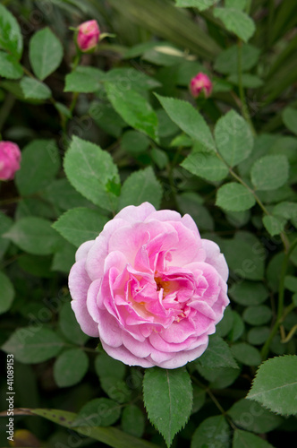 chinese rose blooming