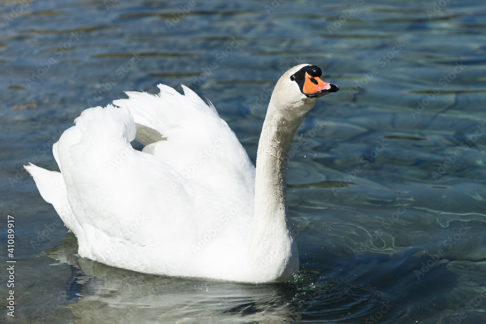 huge white swan swimming in lake at wonderful summer day huge white swan swimming in lake at wonderful summer day