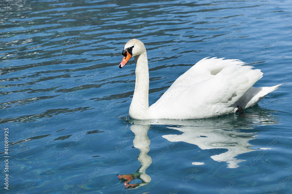 huge white swan swimming in lake at wonderful summer day huge white swan swimming in lake at wonderful summer day