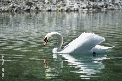 huge white swan swimming in lake at wonderful summer day