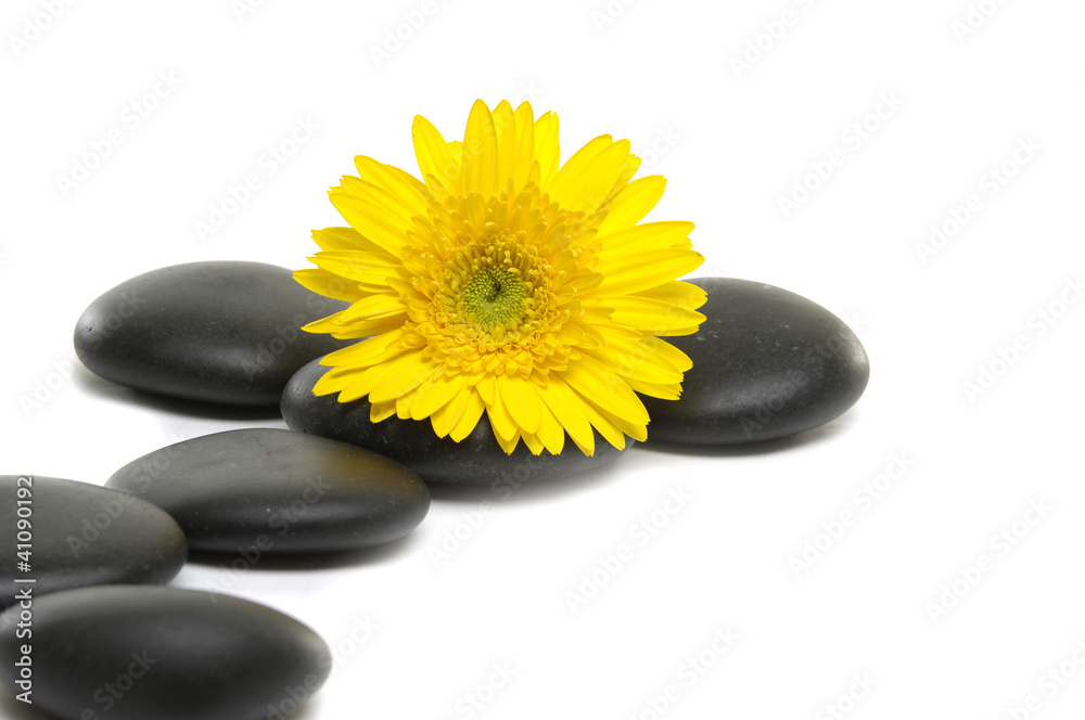 Chrysanthemum flower with spa stone