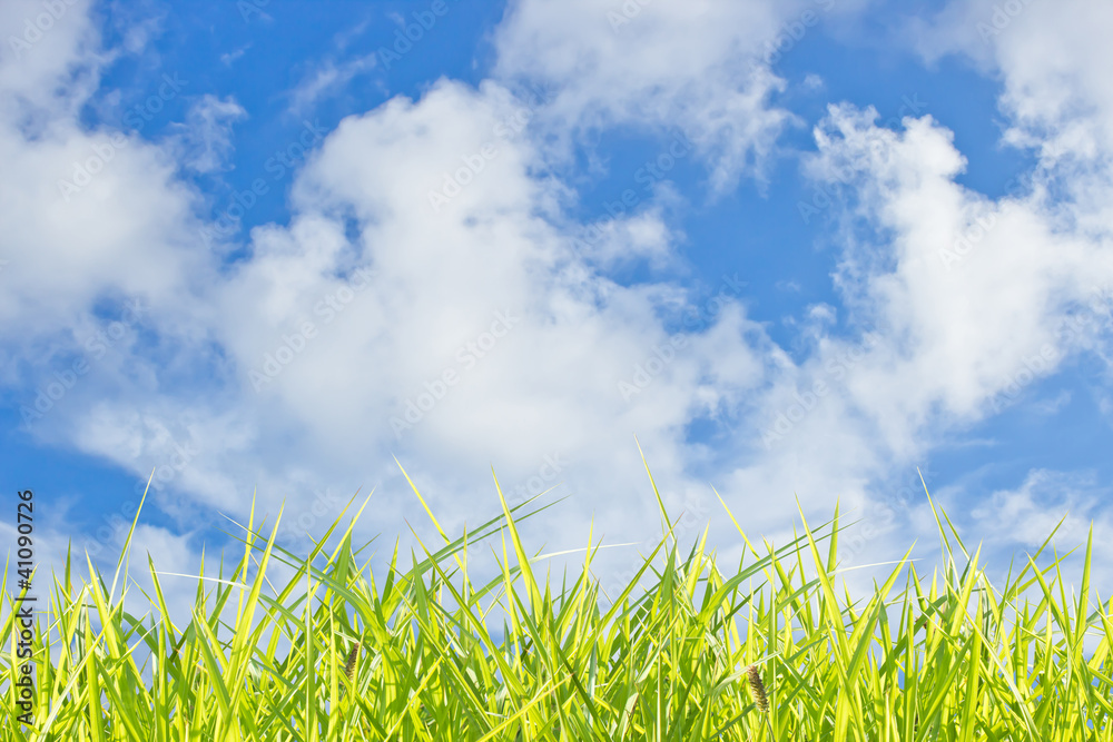 Fototapeta premium sky background