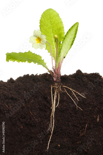Primrose in soil