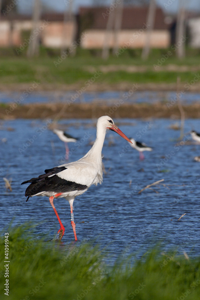Fototapeta premium white stork in a swamp