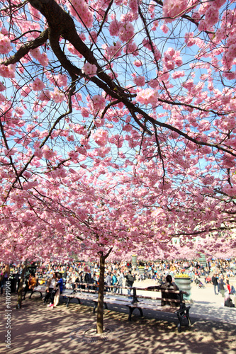 Photography Cherry-trees, Stockholm, Sweden
