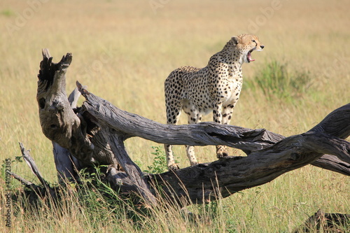 Cheetah in the Masai Mara National Park Kenya