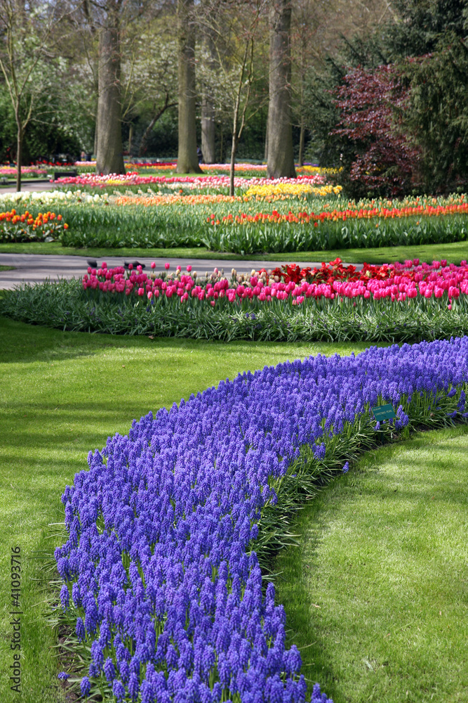 Obraz premium Parco floreale con giacinti e tulipani
