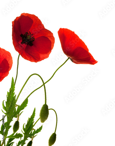 fleurs de coquelicots  poppies over white