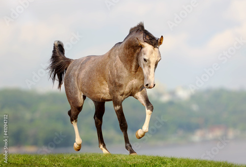 arabian horse #41094702