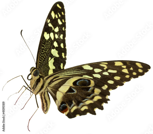papillon