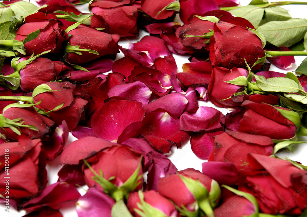 Red Rose & Petals Red Rose & Petals