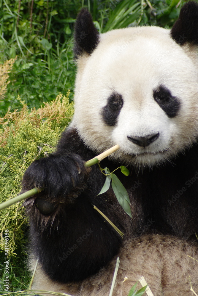 Panda Panda