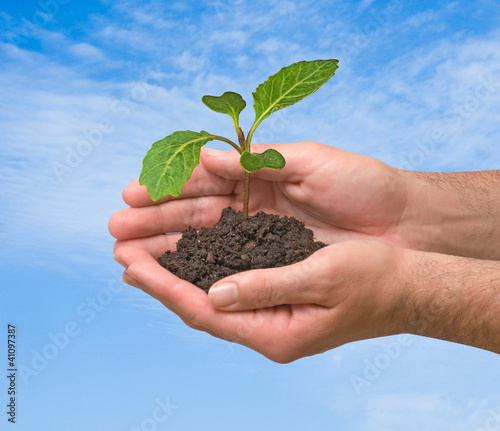Cabbage sapling in hands