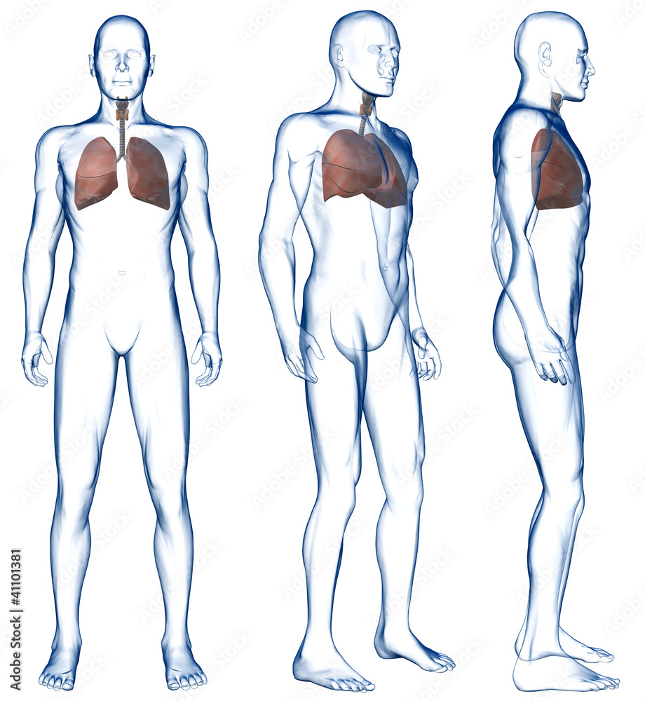 Lungs in the Human Body Three Views