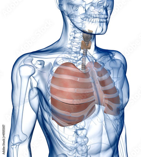 Lungs in the Rib_Cage Three_Quarter View