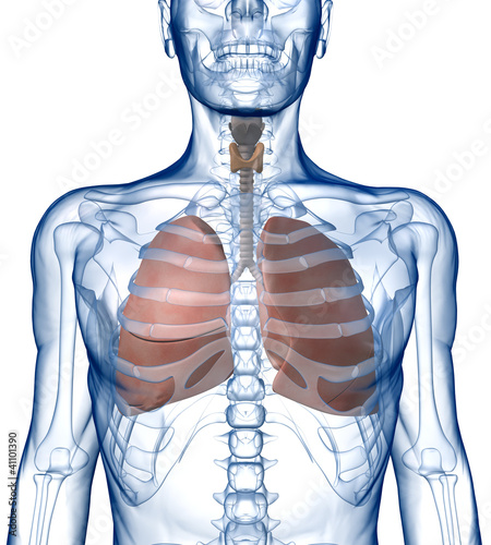 Billede på lærred Lungs in the Rib_Cage Front View