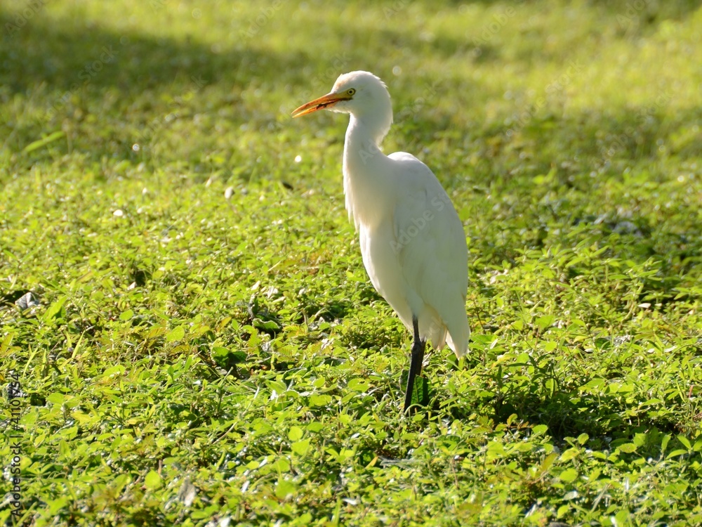 Aigrette Aigrette