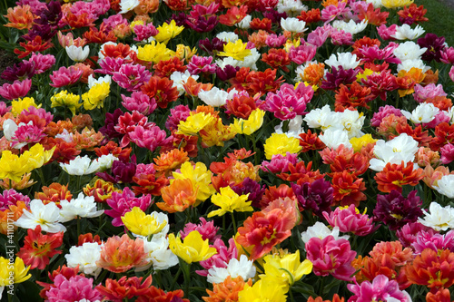 Tulipani multicolorati