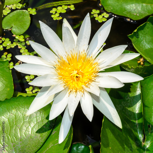 Beautiful White Water Lily